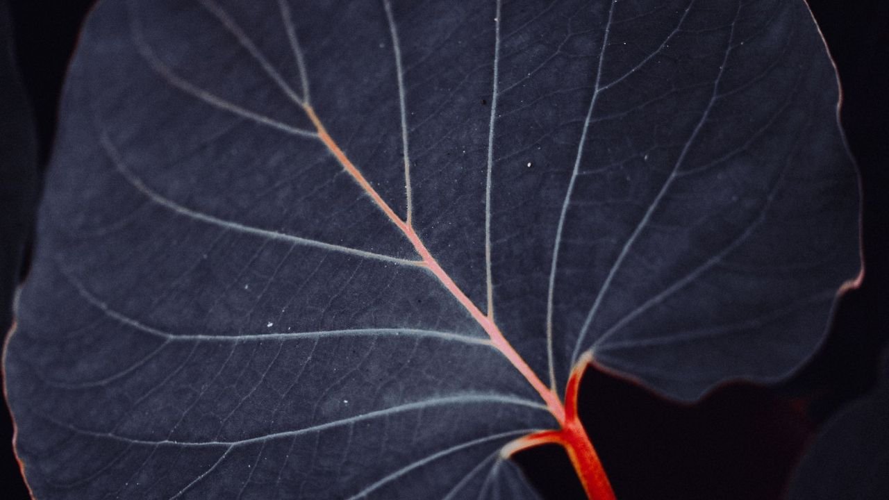 Macro photograph of a leaf with vivid red veins